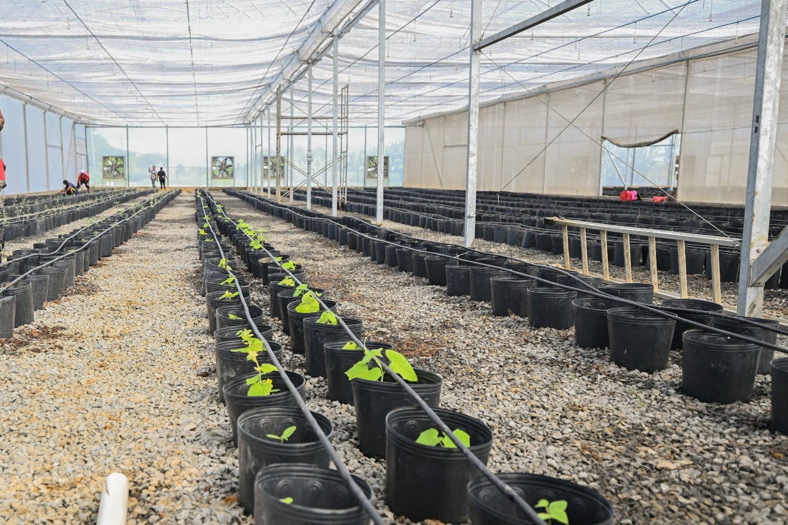 AIEP spurs new wave of agri-businesses as 70% of trainees launch ventures – Minister Ramkissoon