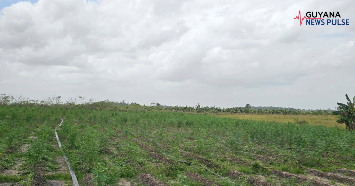 $219M in cannabis destroyed in Upper Berbice River operation