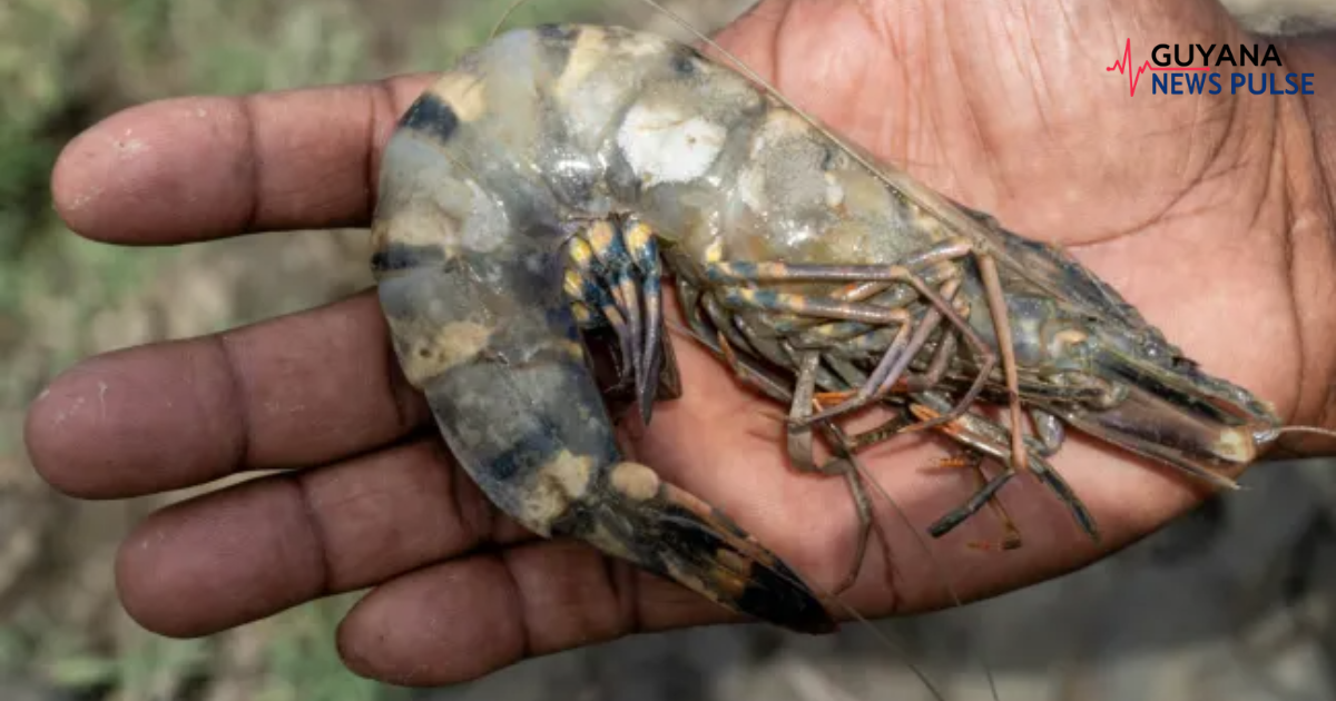 Brackish water shrimp project launched in Region 2